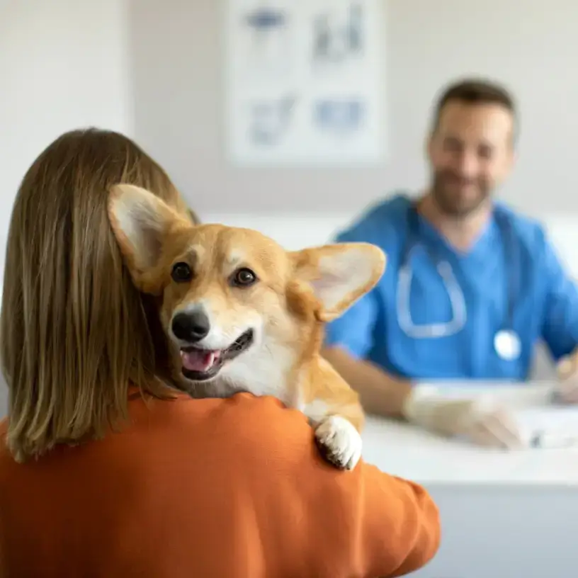 Woman holding corgi visiting the vet
