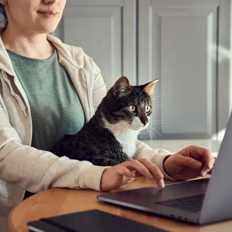 cat sitting in owner's lap at desk
